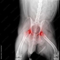 AntiFlexi + V2 250gr.