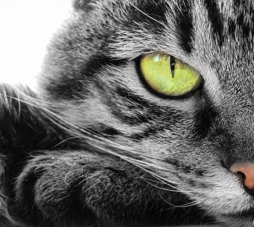 Cuidado de la piel y del pelo de su gato