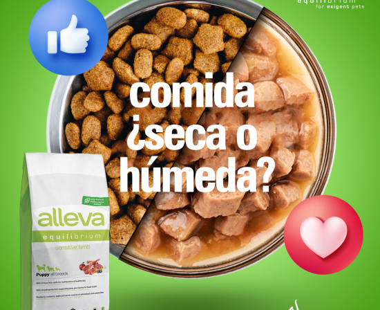  Elección entre Comida Seca y Húmeda para Gatos: Beneficios de la Comida Seca