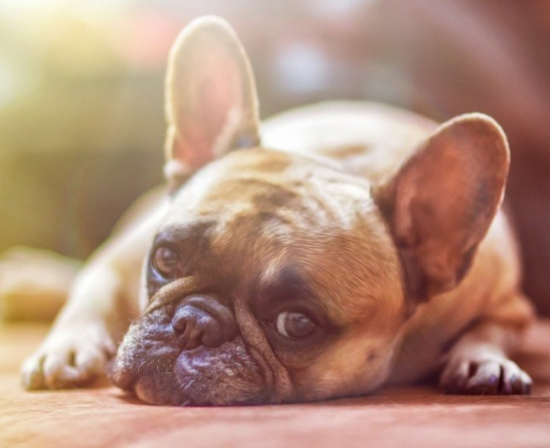 Trucos Para Que Tus Mascotas Superen Mejor Una Mudanza