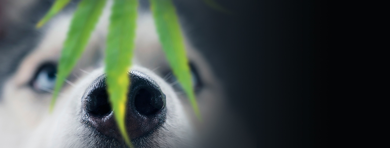 cannabis-piensos-mascotas