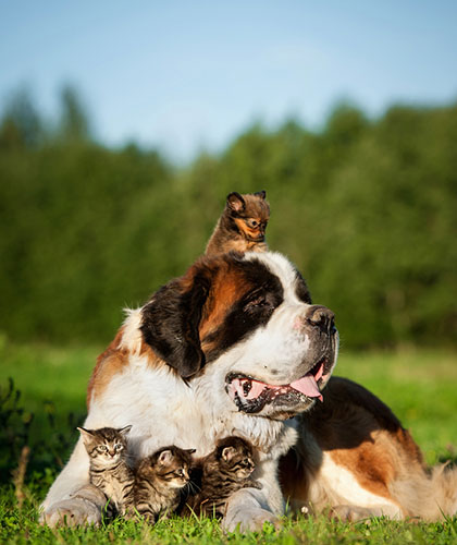 piensos-asociaciones-mascotas