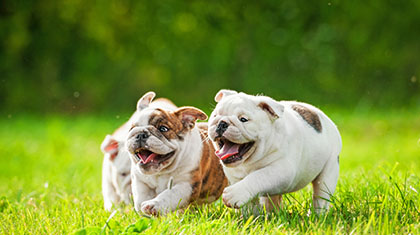 piensos-profesionales-perros