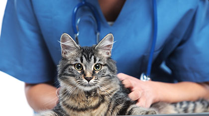 piensos-veterinarios-gatos-2